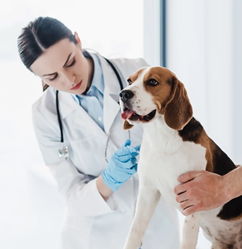 Kemalpaşa Veteriner